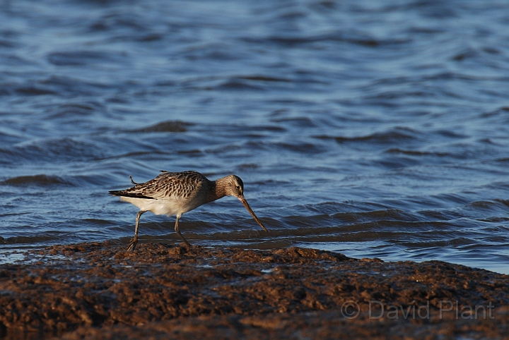 Bar-tailed godwit feeding - A.jpg - Bar-tailed godwit feeding - Norfolk